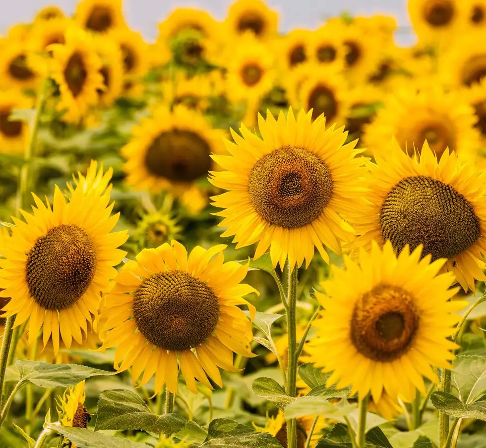 1 Warm Yellow Sunflowers