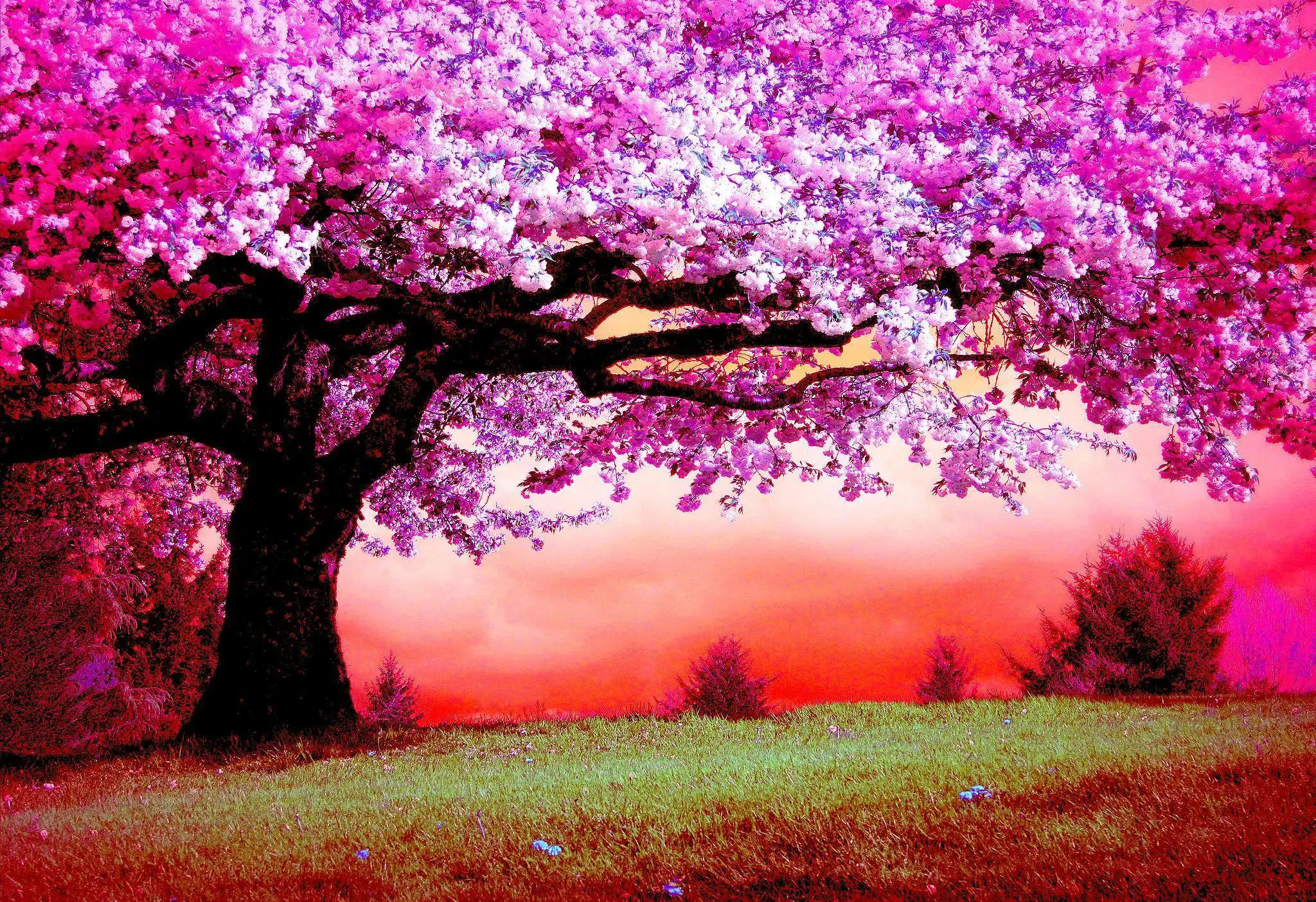 1 Purple tree red sunset