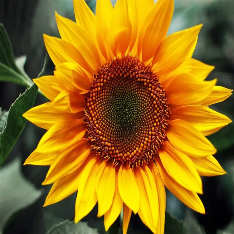 1 Beautiful yellow sunflower