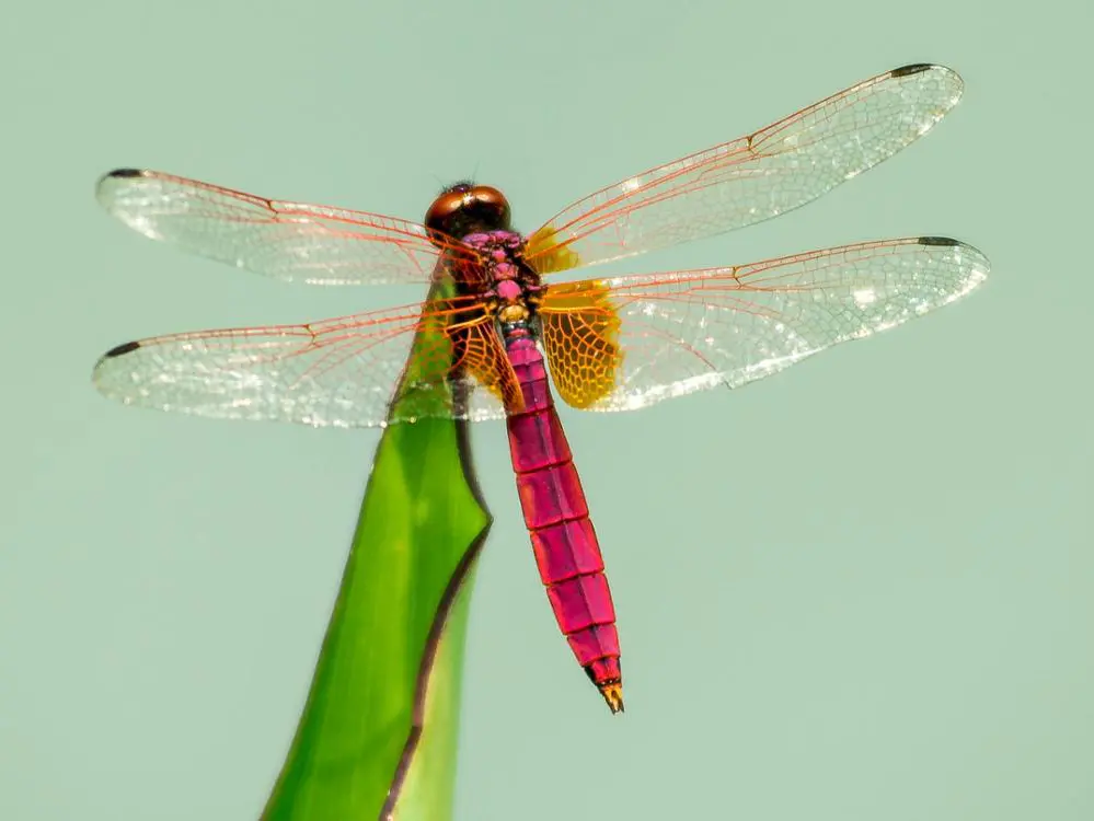 1 Painting of a dragonfly