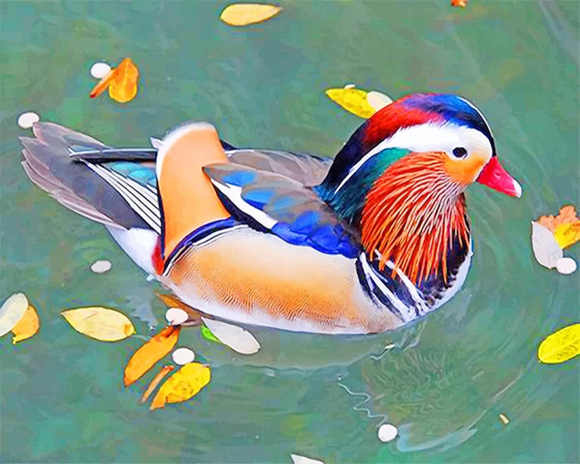 Mandarin duck