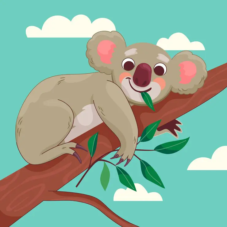 1 Koala Eucalyptus