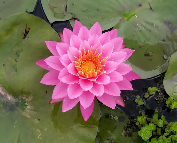 1 Painting water lilies