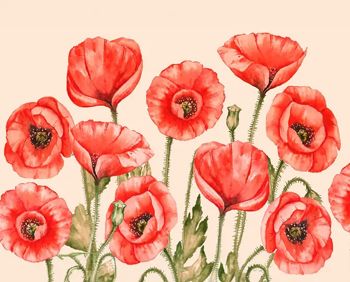 1 Painting of poppies