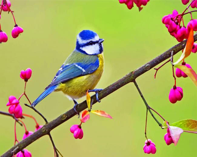 1 Eurasian blue tit