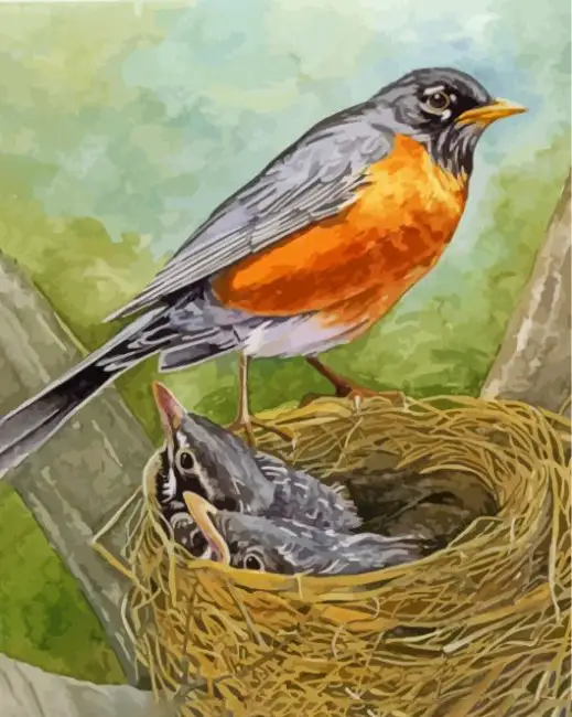 1 Robin with baby birds