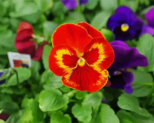 1 Red pansy flower