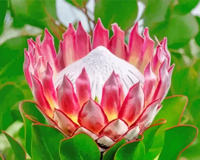 1 Aesthetic pink protea plant