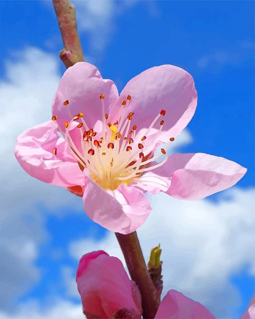 1 (5) Pink cherry blossom flower