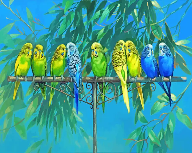 1 Aesthetics budgies birds