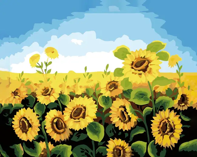 1 An afternoon in a sunflower field