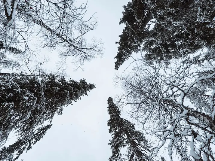 1 Scenic pine forest covered with snow