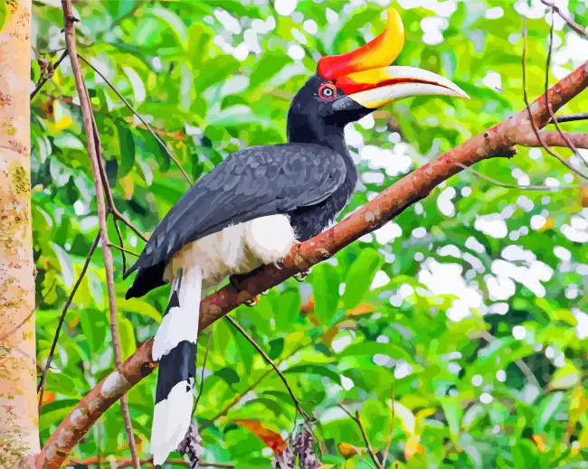1 Great pied hornbill