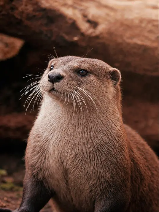 1 River otter