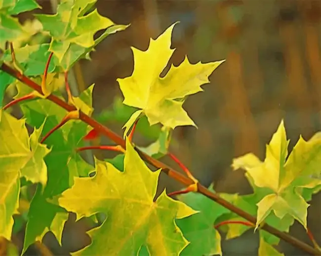 1 Tree maple princeton