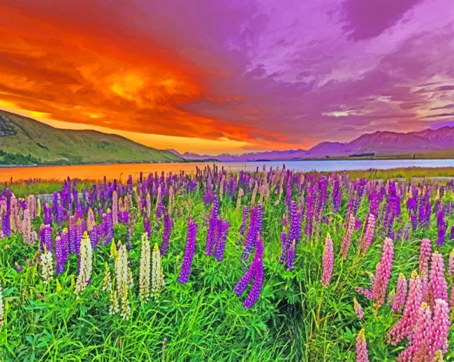 Sunset lupins field
