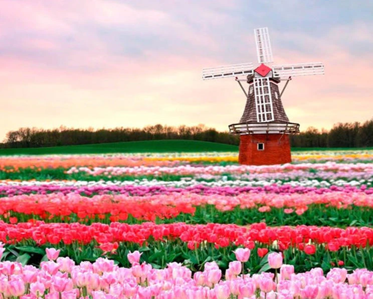 Holland Flowers
