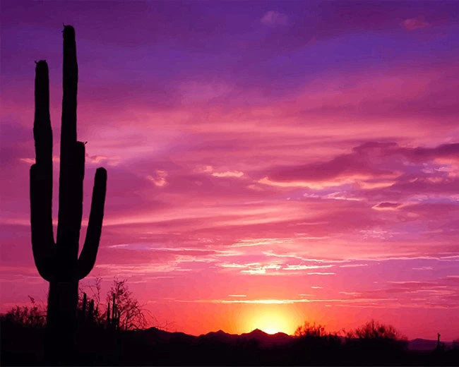 Cactus silhouette at sunset