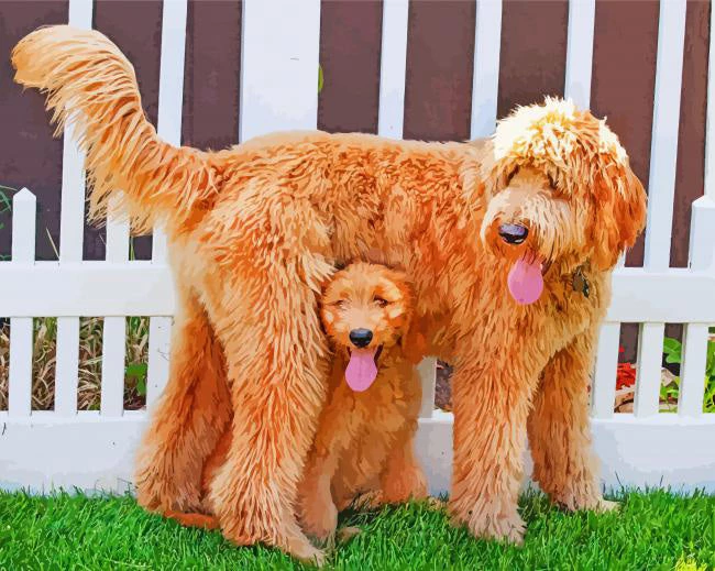 Adorable goldendoodle dogs