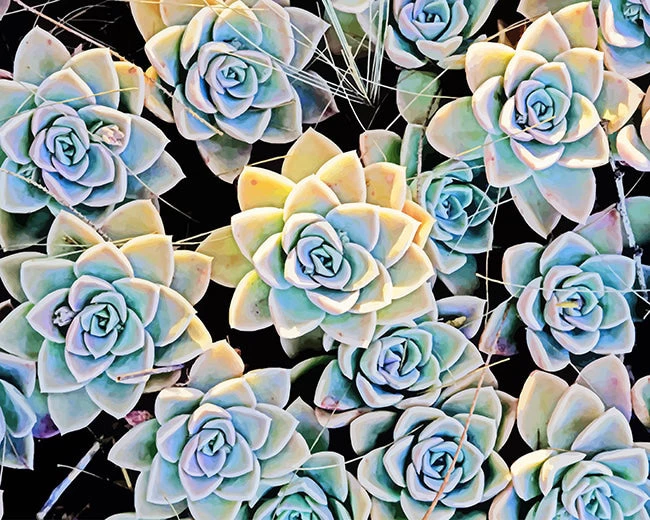 Aesthetic succulents