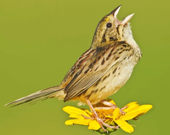 Henslow sparrow bird