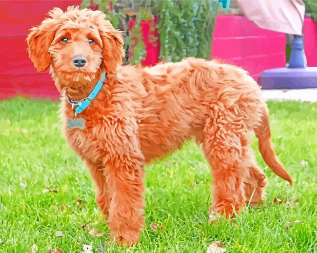 Adorable goldendoodle dog