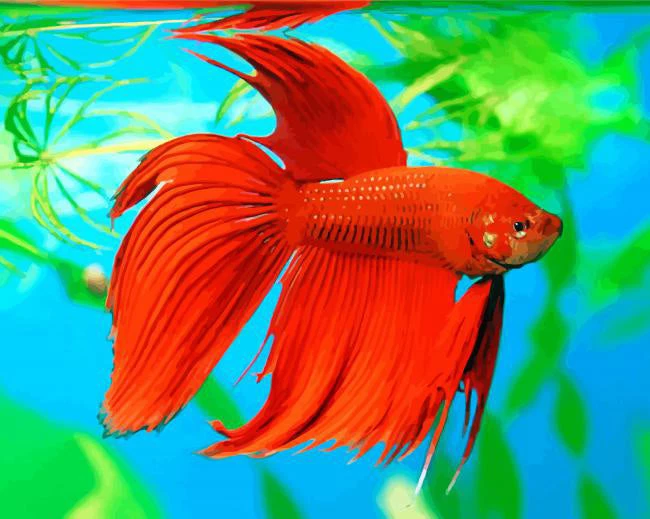 Orange betta fish