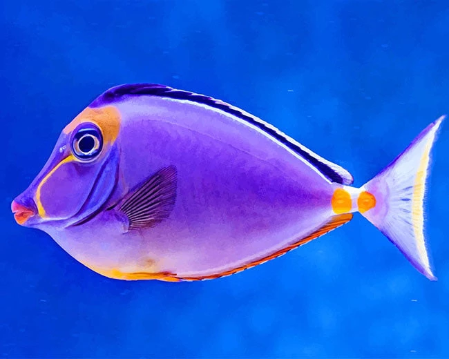 Beautiful purple fish