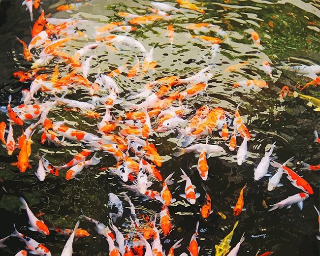 Koi fishes on water
