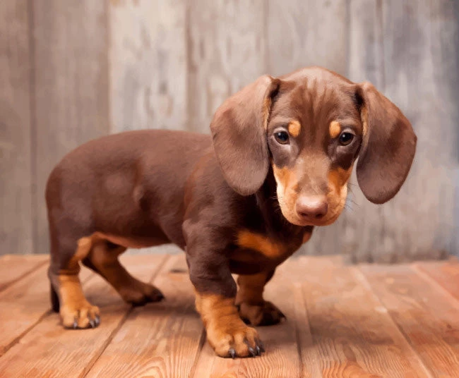 Little brown sausage dog