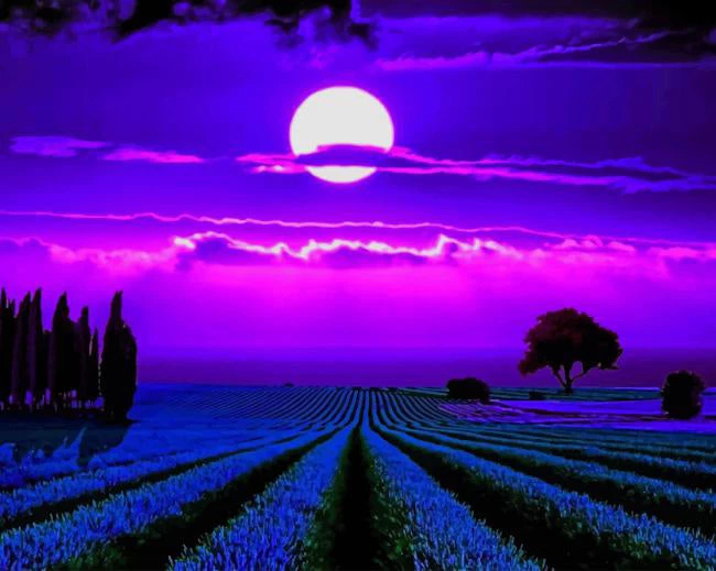 Lavender fields moonlight