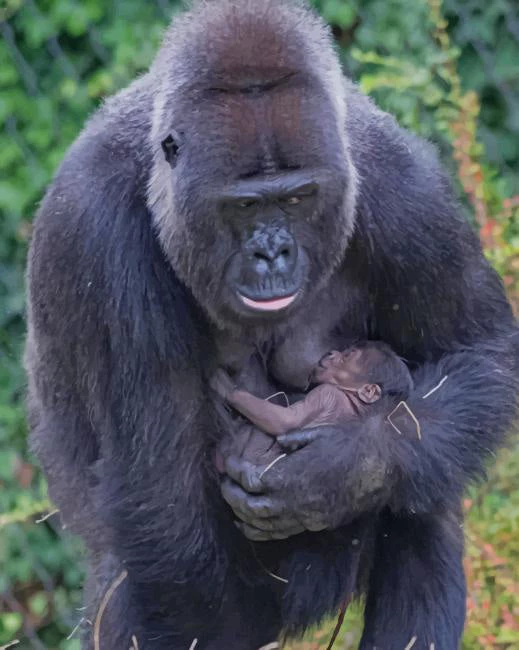 Gorilla and her baby