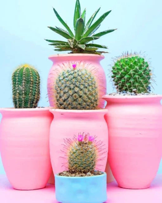 Aesthetic cactus