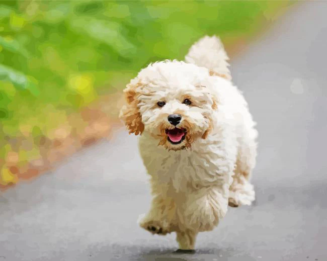 Running maltipoo dog