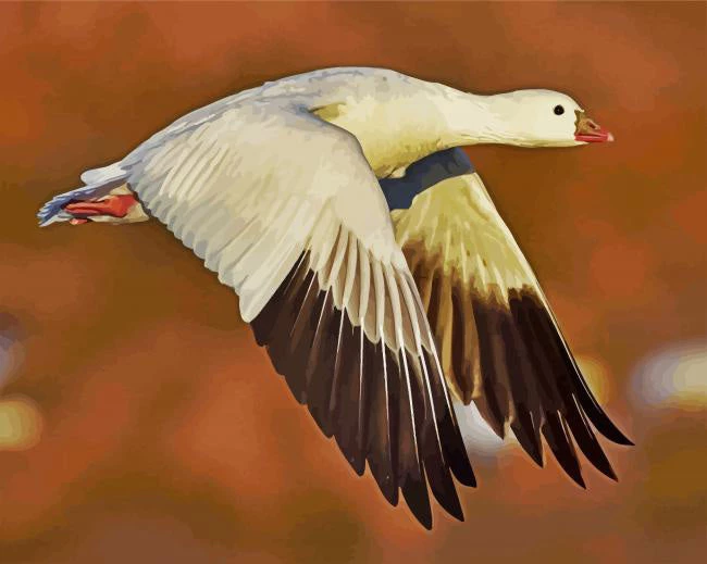Fliying snow goose