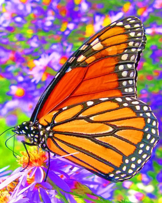 Monarch butterfly on purple flowers