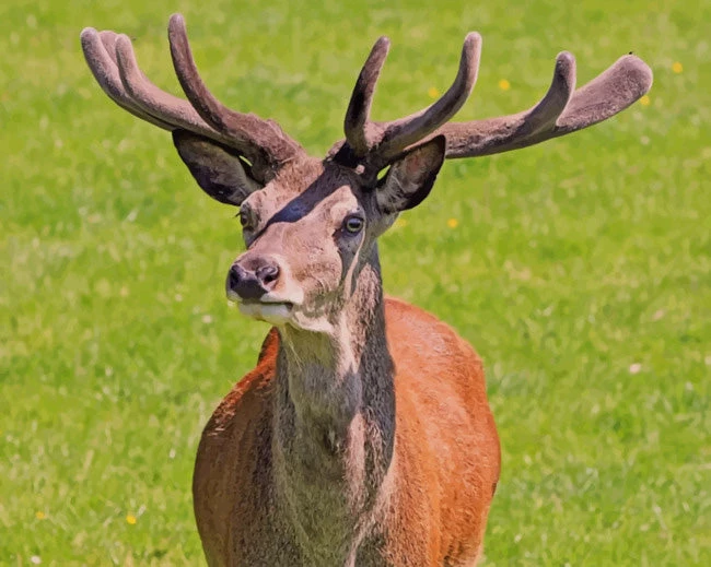Red deer stag animal