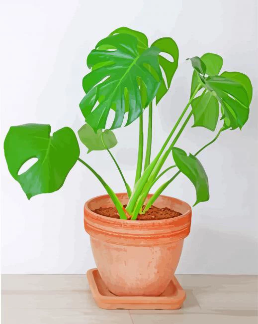 Philodendron