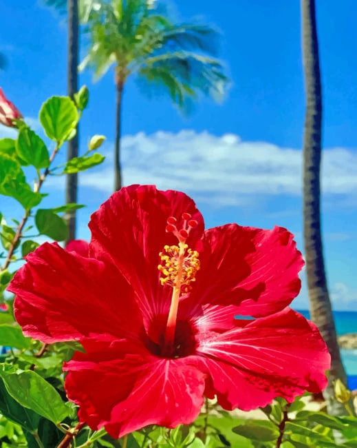 Red hibiscus flower