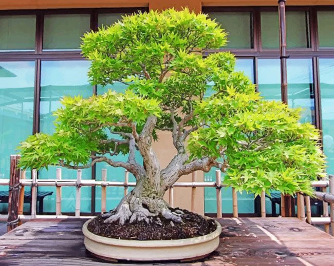 Bonsai tree