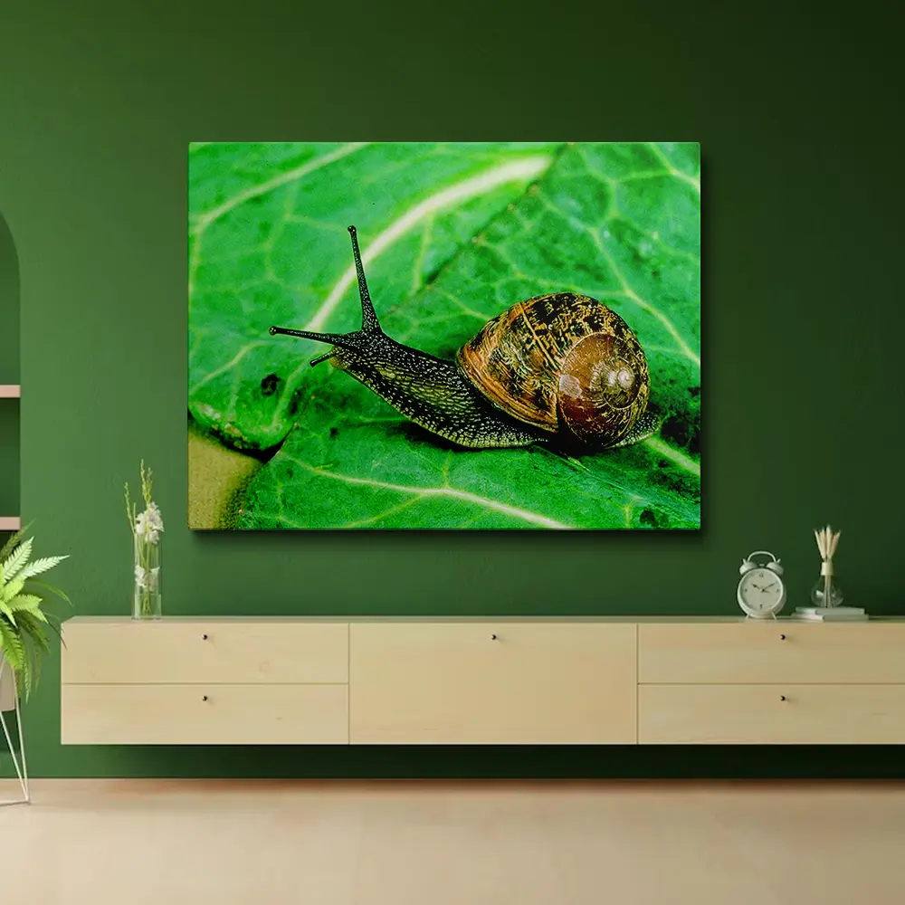 3 Painting snails