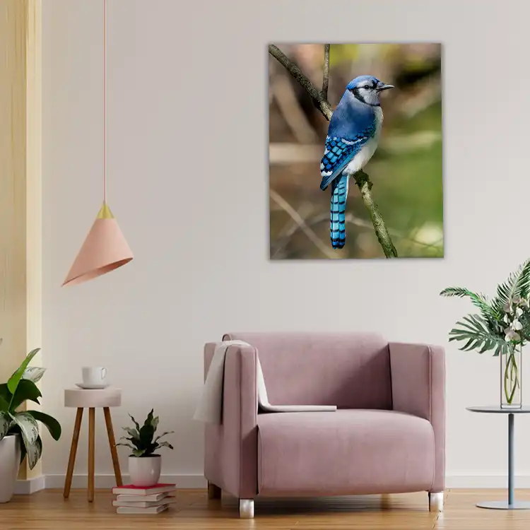 3 Blue jay on flowering tree