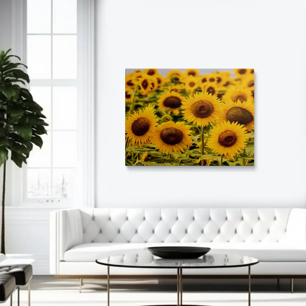 3 Warm Yellow Sunflowers