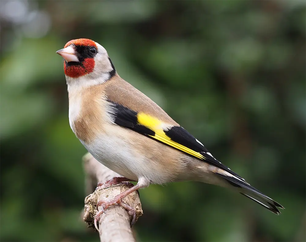 Goldfinch painting