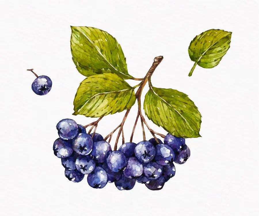 Grapes painting