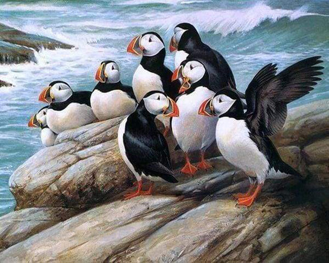 Puffins on rock