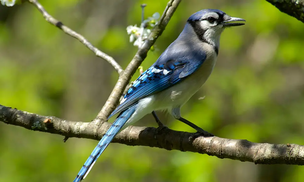 Painting a blue jay