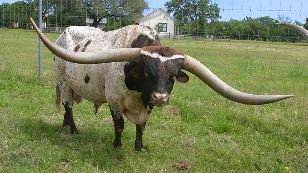 Texas longhorn cow