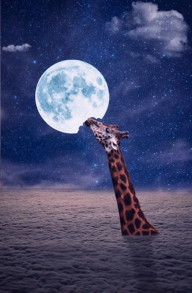 Giraffe eating the moon