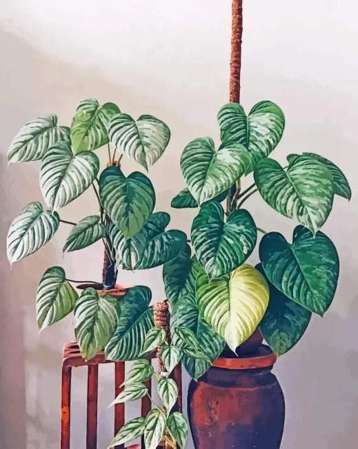 Aesthetic philodendron